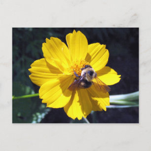 Cosmos trekt Bumblebee aan Briefkaart