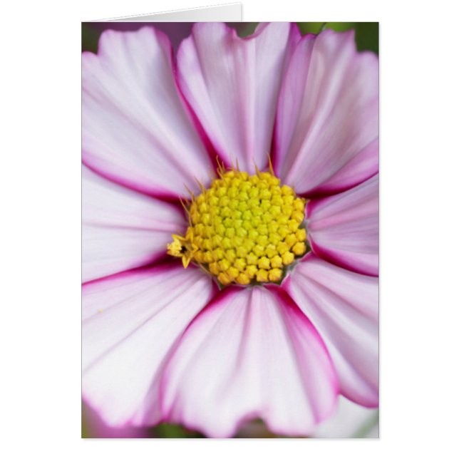 Cosmosbloem (bidens formosa) (Voorkant)