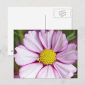 Cosmosbloem (bidens formosa) briefkaart (Voorkant / Achterkant)