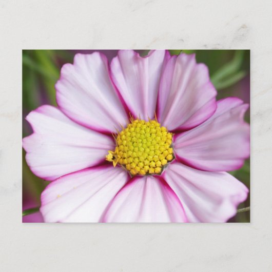 Cosmosbloem (bidens formosa) briefkaart (Voorkant)