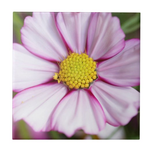 Cosmosbloem (bidens formosa) tegeltje (Voorkant)
