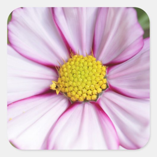 Cosmosbloem (bidens formosa) vierkante sticker (Voorkant)
