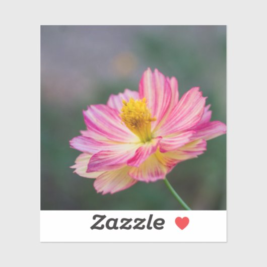 Cosmosbloem Sticker (Vel)