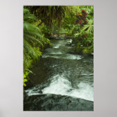 Cosra Rica Dream Poster (Voorkant)