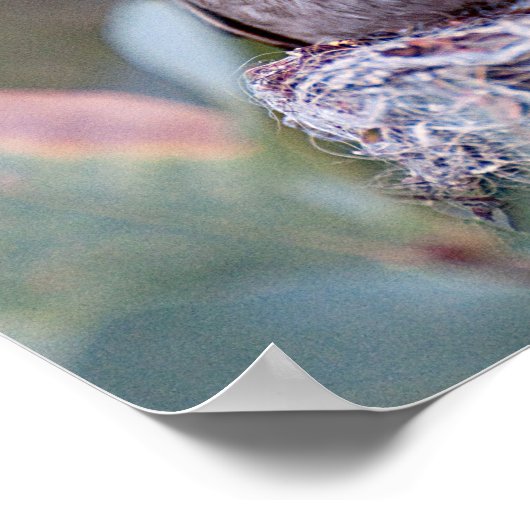 Costa Hummingbird en Babes Poster (Hoek)