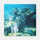 Costa Maya Reef Magnet (Voorkant)