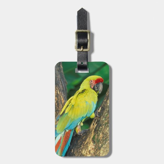 Costa Rica, Ara Ambigua, Great Green Macaw. Bagagelabel (Voorkant verticaal)