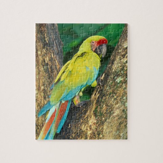 Costa Rica, Ara Ambigua, Great Green Macaw. Legpuzzel (Verticaal)