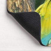 Costa Rica, Ara Ambigua, Great Green Macaw. Muismat (Hoek)