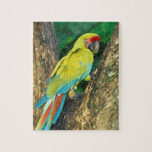 Costa Rica, Ara Ambigua, Grote Groene Ara. Legpuzzel