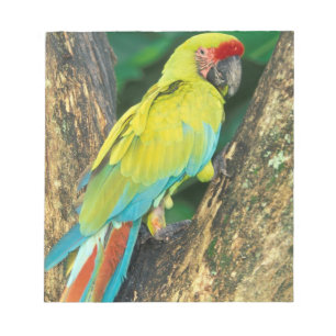 Costa Rica, Ara Ambigua, Grote Groene Ara. Notitieblok
