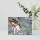 Costa Rica Birding Briefkaart (Staand voorkant)