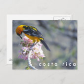 Costa Rica Birding Briefkaart (Voorkant / Achterkant)