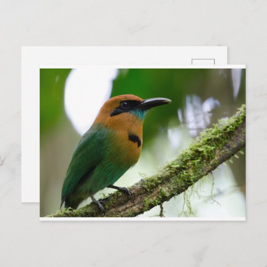 Costa Rica Briefkaart (Voorkant / Achterkant)