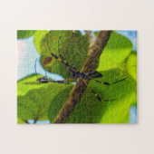 Costa Rica, Cahuita NP - Golden Orb Spider Legpuzzel (Horizontaal)