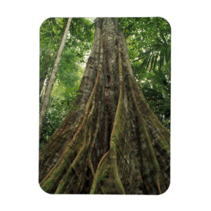 Costa Rica, Corcovado National Park, Gestut Magneet