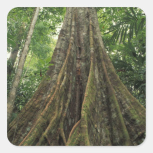 Costa Rica, Corcovado National Park, Gestut Vierkante Sticker