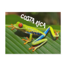 Costa Rica foto van rode oogboomkikker