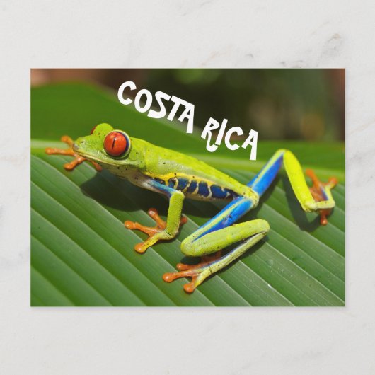 Costa Rica foto van rode oogboomkikker Briefkaart (Voorkant)