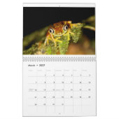 Costa Rica Frogs Calendar Kalender (Mar 2027)