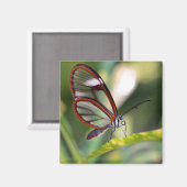 costa rica glassing vlinder magneet (Voorkant / Achterkant)