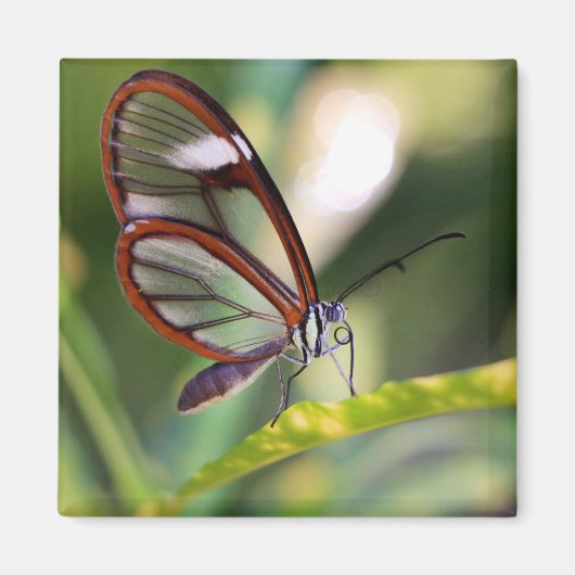 costa rica glassing vlinder magneet (Voorkant)