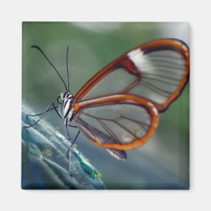 costa rica glasswing vlinder magneet
