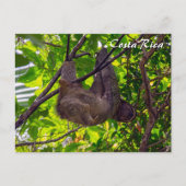 Costa Rica - Happy Lazy Sloth, Antonio Manuel NP Briefkaart (Voorkant)