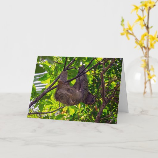 Costa Rica - Happy Lazy Sloth, Antonio Manuel NP Kaart (Gele Bloem)
