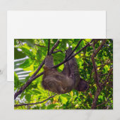 Costa Rica - Happy Lazy Sloth, Antonio Manuel NP Kaart (Voorkant / Achterkant)