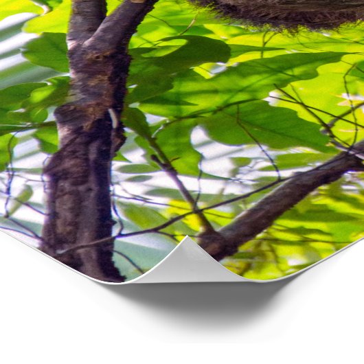 Costa Rica - Happy Lazy Sloth, Antonio Manuel NP Poster (Hoek)