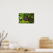 Costa Rica - Happy Lazy Sloth, Antonio Manuel NP Poster (Keuken)