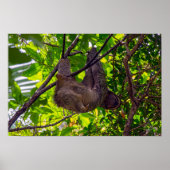 Costa Rica - Happy Lazy Sloth, Antonio Manuel NP Poster (Voorkant)