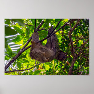 Costa Rica - Happy Lazy Sloth, Antonio Manuel NP Poster