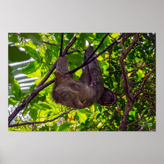 Costa Rica - Happy Lazy Sloth, Antonio Manuel NP Poster (Voorkant)