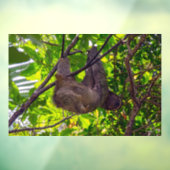 Costa Rica - Happy Lazy Sloth, Antonio Manuel NP Raamsticker (Vel 3)