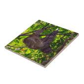 Costa Rica - Happy Lazy Sloth, Antonio Manuel NP Tegeltje (Zijkant)