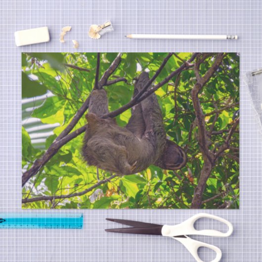 Costa Rica - Happy Lazy Sloth, Antonio Manuel NP Tissuepapier (Craft)