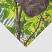 Costa Rica - Happy Lazy Sloth, Antonio Manuel NP Tissuepapier (Detail)