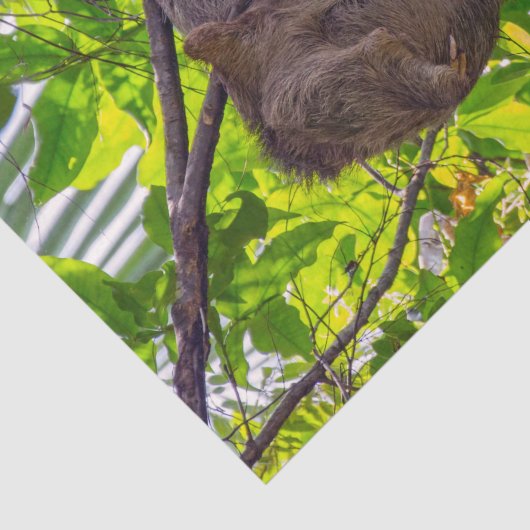 Costa Rica - Happy Lazy Sloth, Antonio Manuel NP Tissuepapier (Detail)