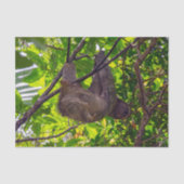 Costa Rica - Happy Lazy Sloth, Antonio Manuel NP Tissuepapier (Voorkant)