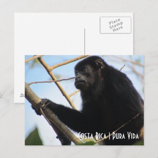 Costa Rica Howler Monkey Briefkaart (Voorkant / Achterkant)
