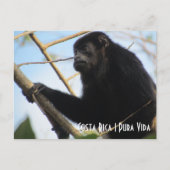 Costa Rica Howler Monkey Briefkaart (Voorkant)