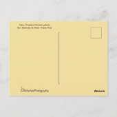 Costa Rica Hummingbird Briefkaart (Achterkant)