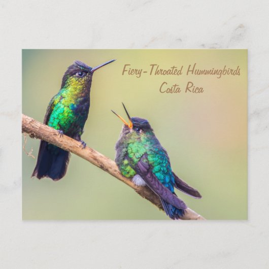 Costa Rica Hummingbird Briefkaart (Voorkant)