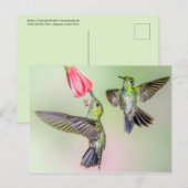 Costa Rica Hummingbird Couple Flying Together Briefkaart (Voorkant / Achterkant)