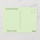 Costa Rica Hummingbird Couple Flying Together Briefkaart (Achterkant)