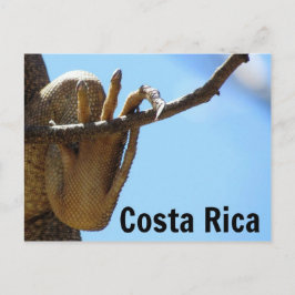 Costa Rica Iguana Souvenir Briefkaart