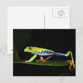Costa Rica, kikker met rode ogen (Agalychnis) Briefkaart (Voorkant / Achterkant)