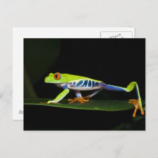 Costa Rica, kikker met rode ogen (Agalychnis) Briefkaart (Voorkant / Achterkant)